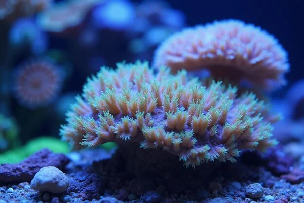 Live Corals gallery 3